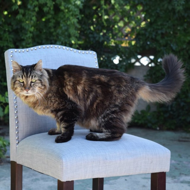 Коты и Кошки