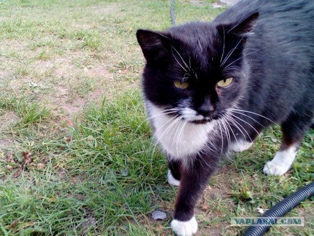 Котовторник 24.10.2017