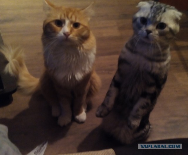 Котовторник