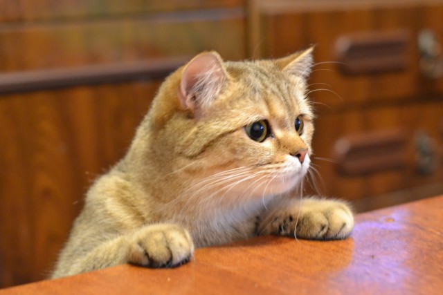 Котовторник 28.11.2017