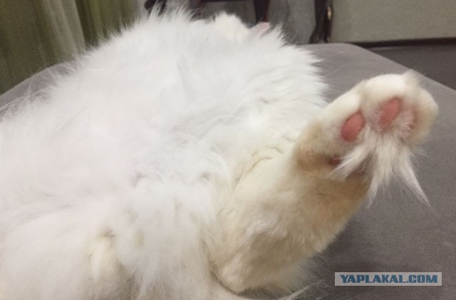 Котовторник  23.01.2018