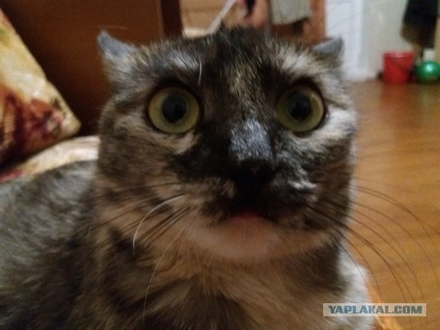 Котовторник 20.03.2018