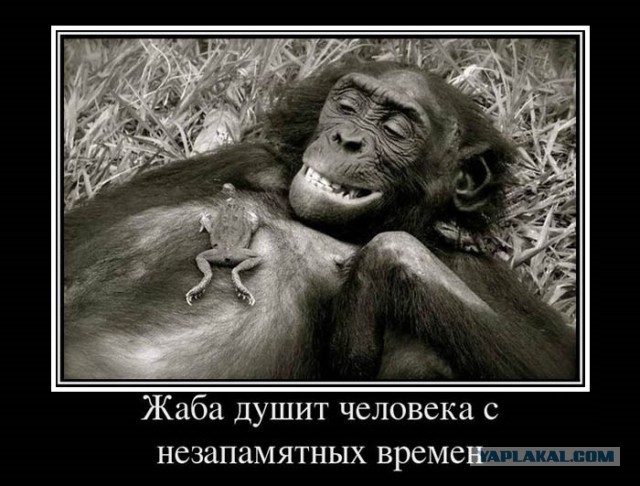 «Это как закрытая каста»: бескрайние китайские теплицы под Волгоградом не поддаются властям