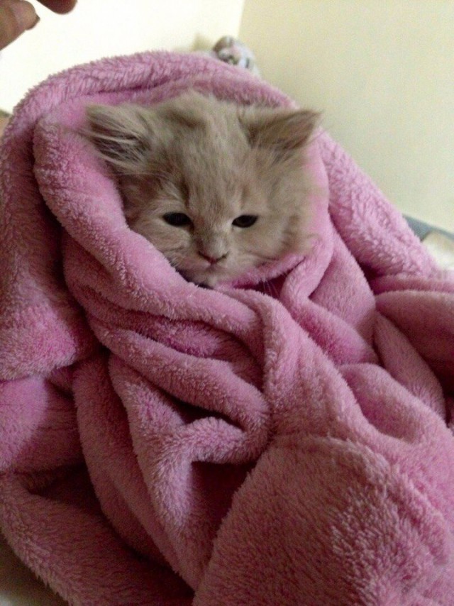 Прикольных котов пост