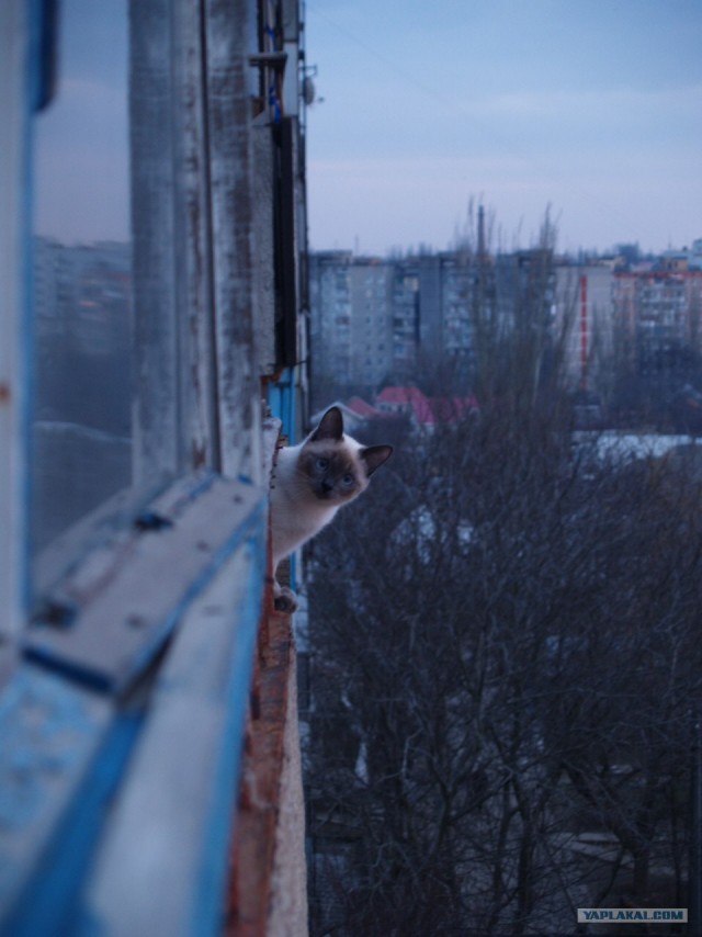 Котовторник на ферме (65 фот)