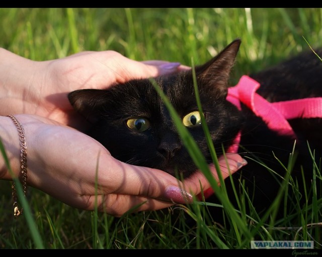 Котовторник (02.06.2009)