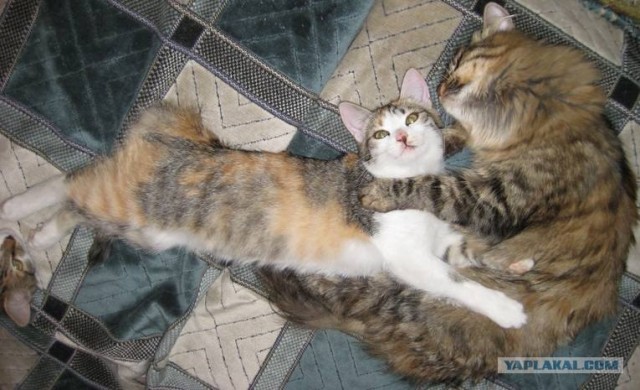 Сердечные коты