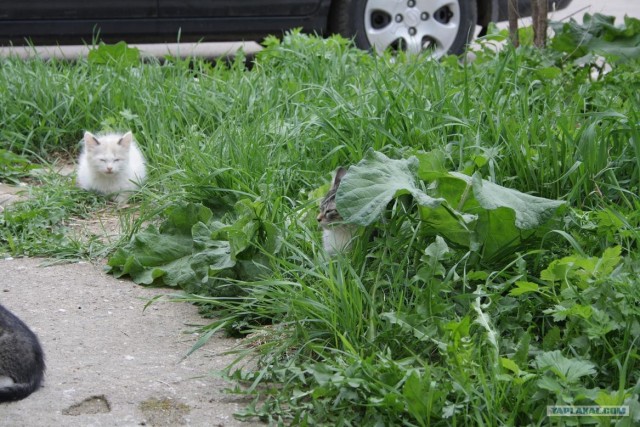 Начинаем котовторник!