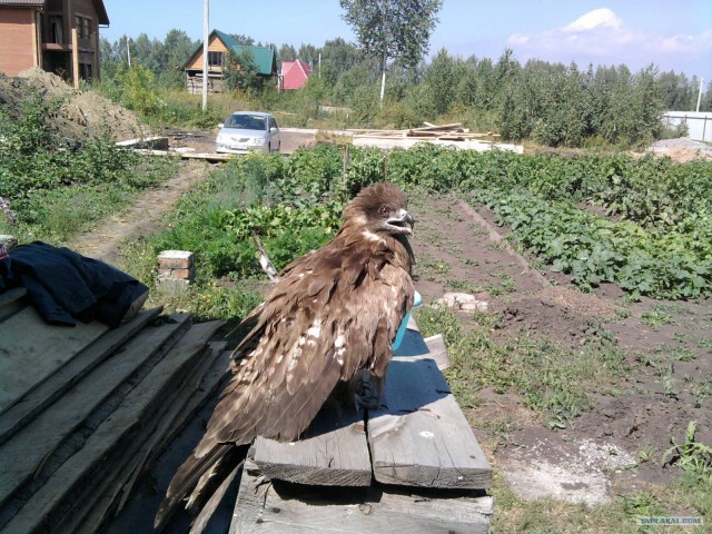 Спасение Черного Коршуна