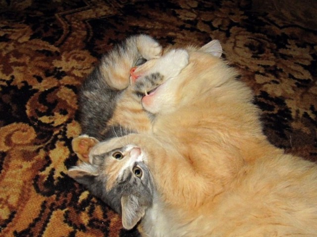 Котовторник (начало в супермаркете!)