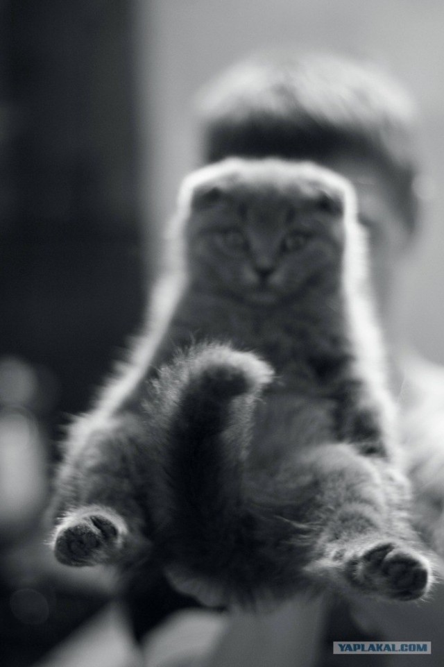 Котовторник!
