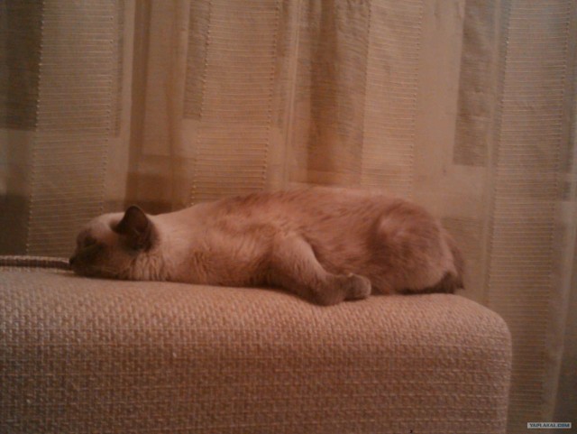 Котовторник 27.03.2012
