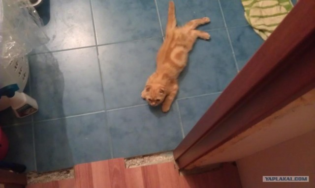 Котёнку и не отдохнуть прилечь.