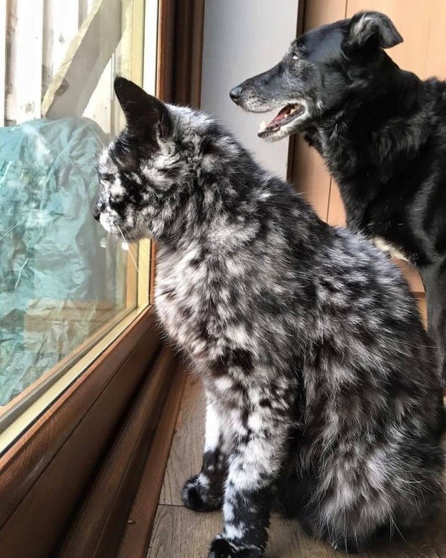 Прикольных котов пост
