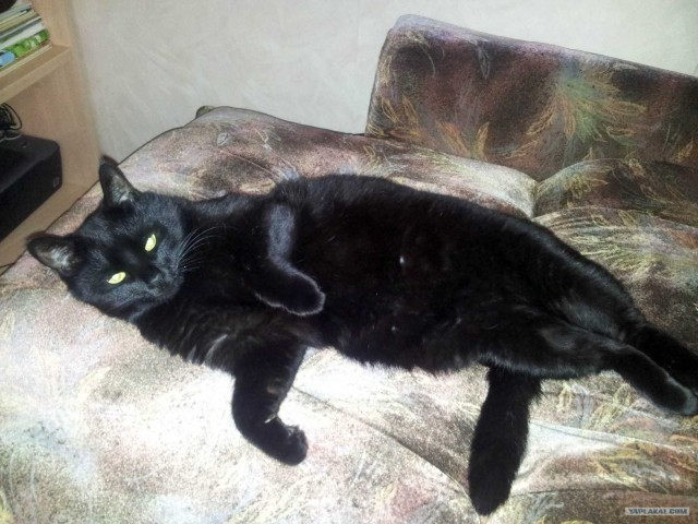 Котовторник 31.07.2012 г.