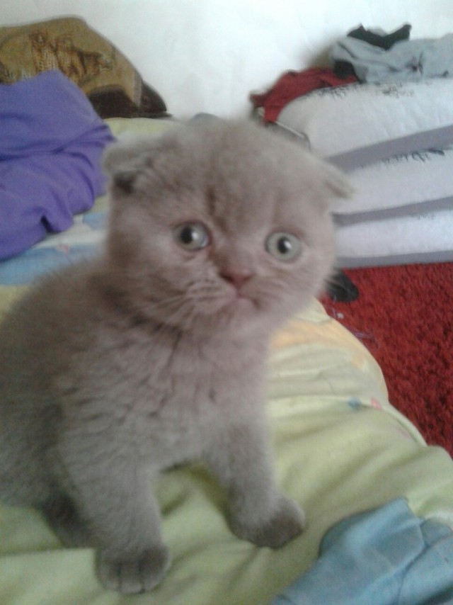 Забавные фото котеек