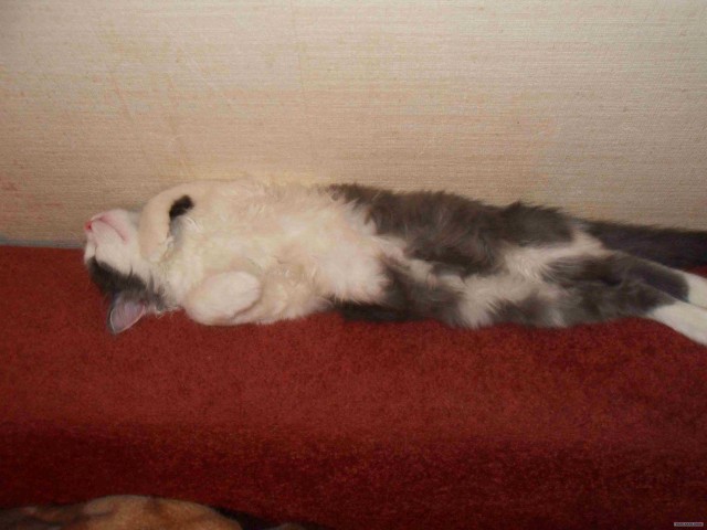 Котовторник 29.01.2013