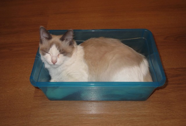 Кошки отдыхают