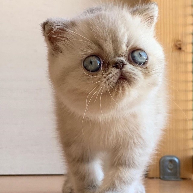 Забавные фото котеек