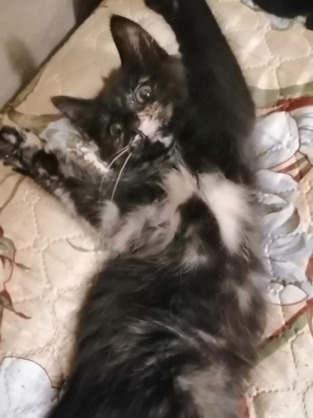 Забавные фото котеек
