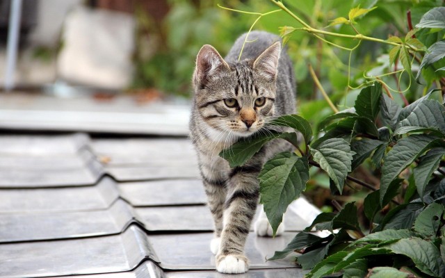 Котики