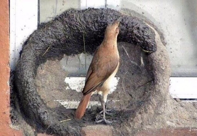 Эти забавные животные