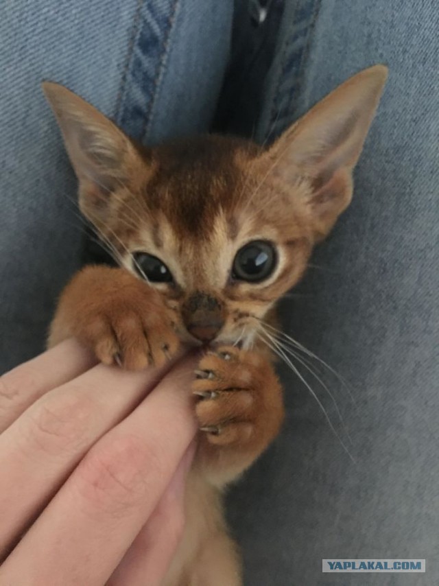 Котовторник?! Коты во вторник!