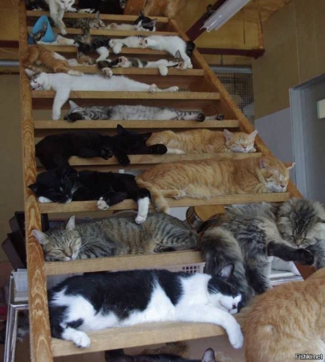 Котомемы