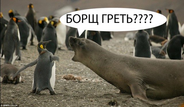 Фотожаба: А ну не ори на меня!