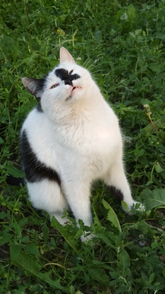 Мяузыкант