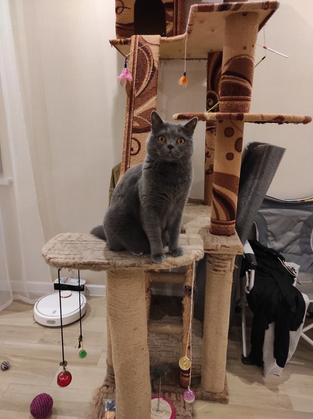 Котовторник!