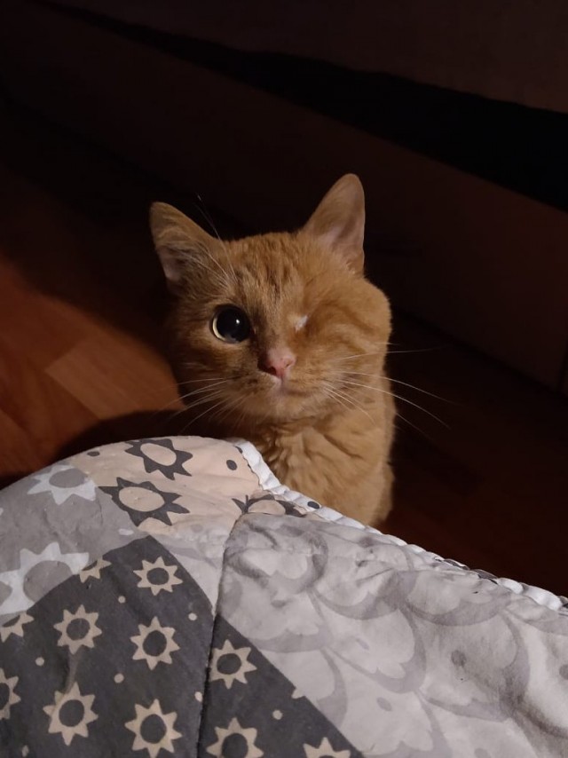 Котовторник же!