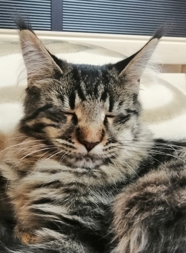 Хоба! Котовторник!