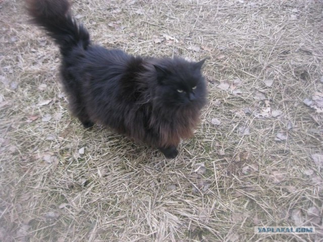 Жизнь домашнего приюта для котеек 384