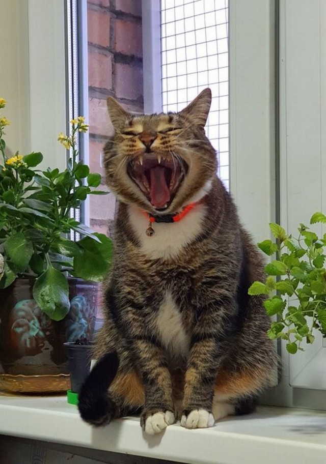 И снова день кошачий!