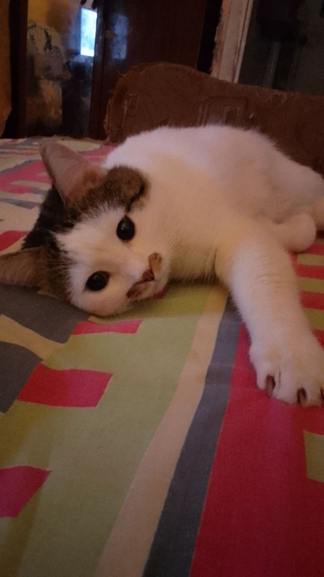 Кот д’Ивуар