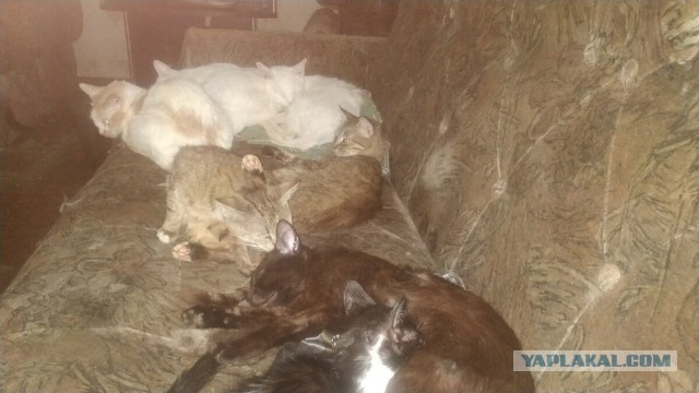 Котики в беде