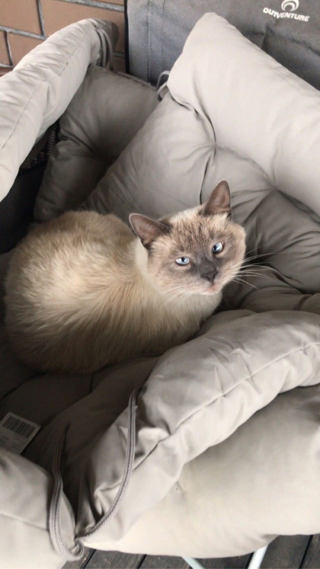 Немного милоты в котовторник