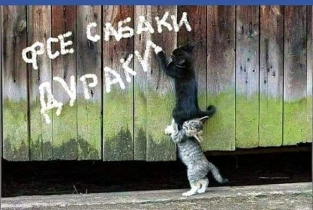Кошка в невесомости