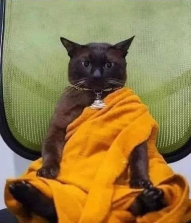 Шейх Котара
