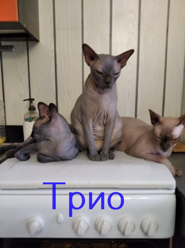 Жизнь домашнего приюта "Котоленд" 360