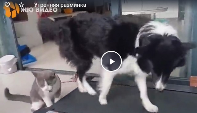 Утренняя разминка