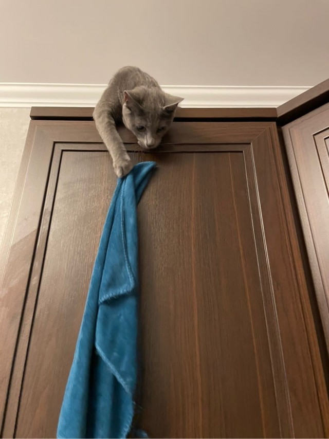 Коты-работяги