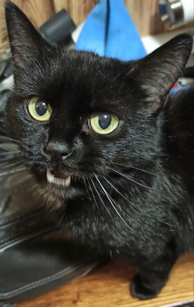 Чёрные коты не такие