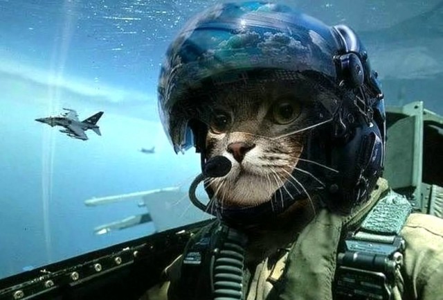 Какие же коты наблюдательные