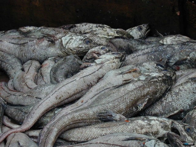 Малоглазый макрурус: Порождение бездны на полке супермаркета. Эту рыбу никогда не продают целиком из-за её внешности