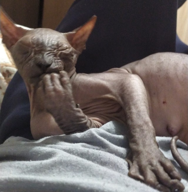 Comedy Pet Photo Awards 2020