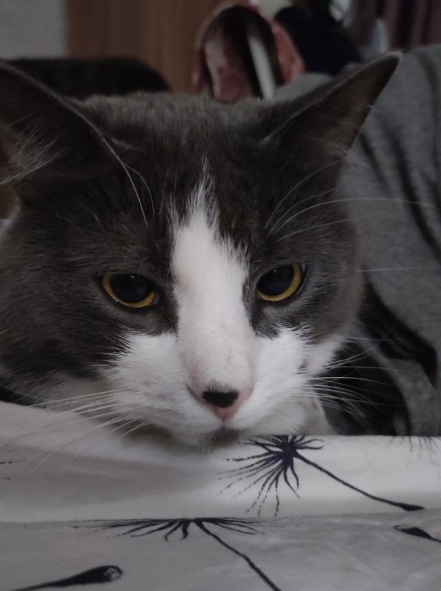 Позы для сна у кошек - что они означают?