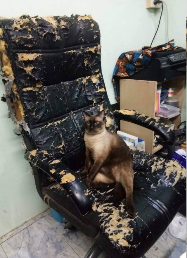 Кошачьи выкрутасы