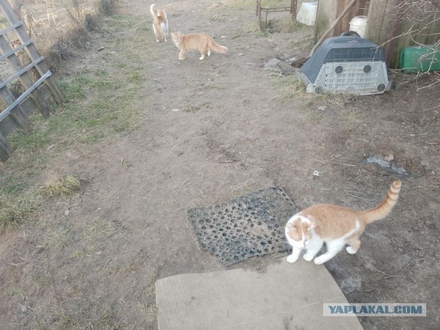 Жизнь домашнего приюта для котеек 483